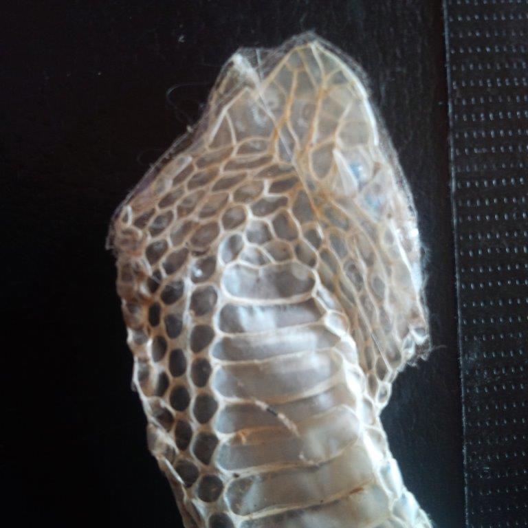 Charleston snake skin