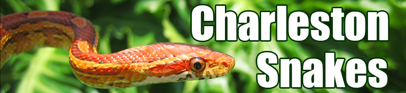 Charleston snake