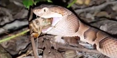 Charleston snake